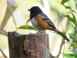 Spotted Towhee